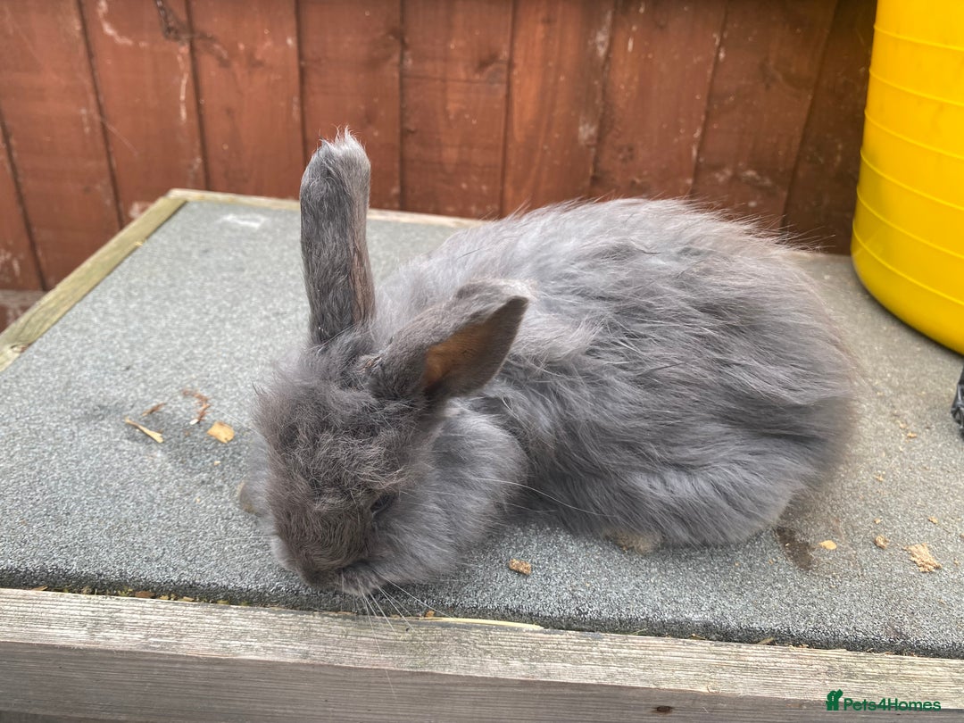 Angora rabbits for sale: Baby angoras  - Image 3
