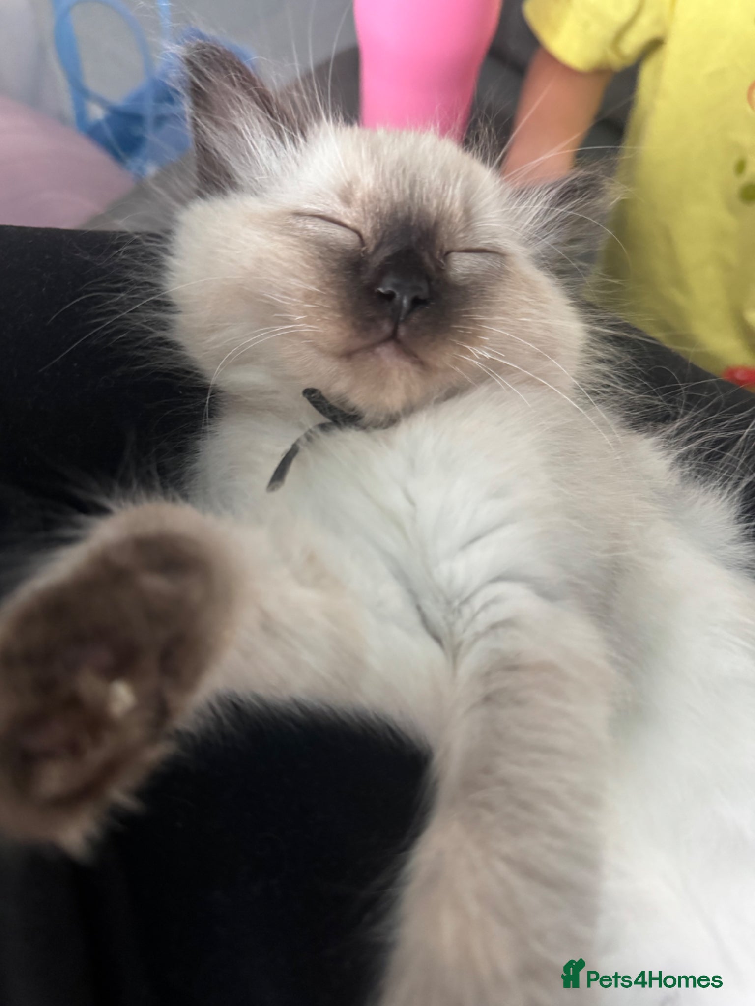 Ragdoll cats for sale: READY NOW RAGDOLL KITTENS  - Advert 23