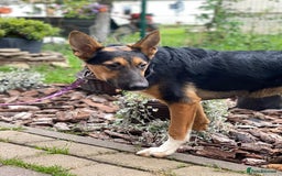 Mixed Breed dogs for adoption: 💙🐶 CONNOR 🐶💙 - Image 11