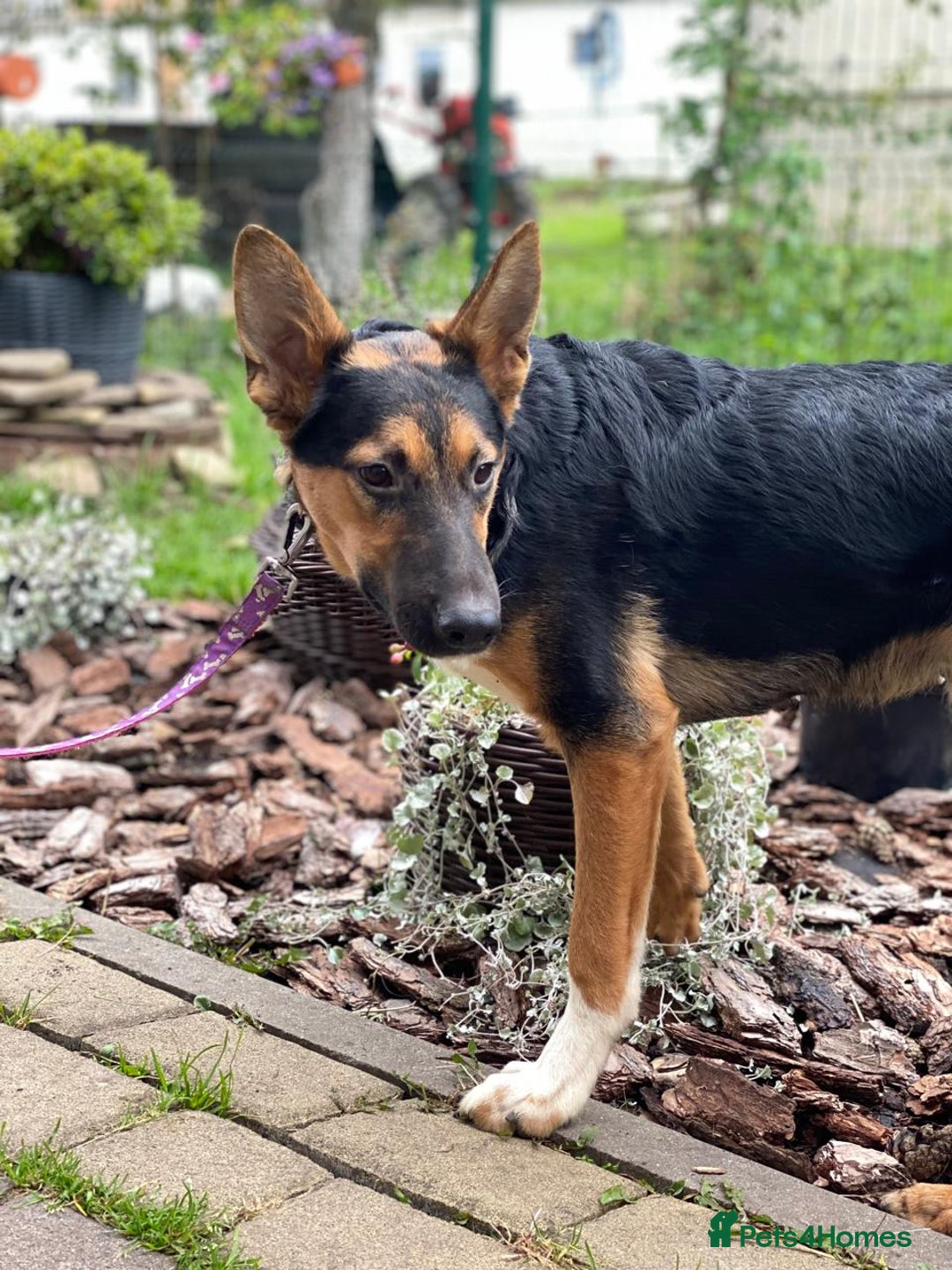 Mixed Breed dogs for adoption: 💙🐶 CONNOR 🐶💙 - Image 11