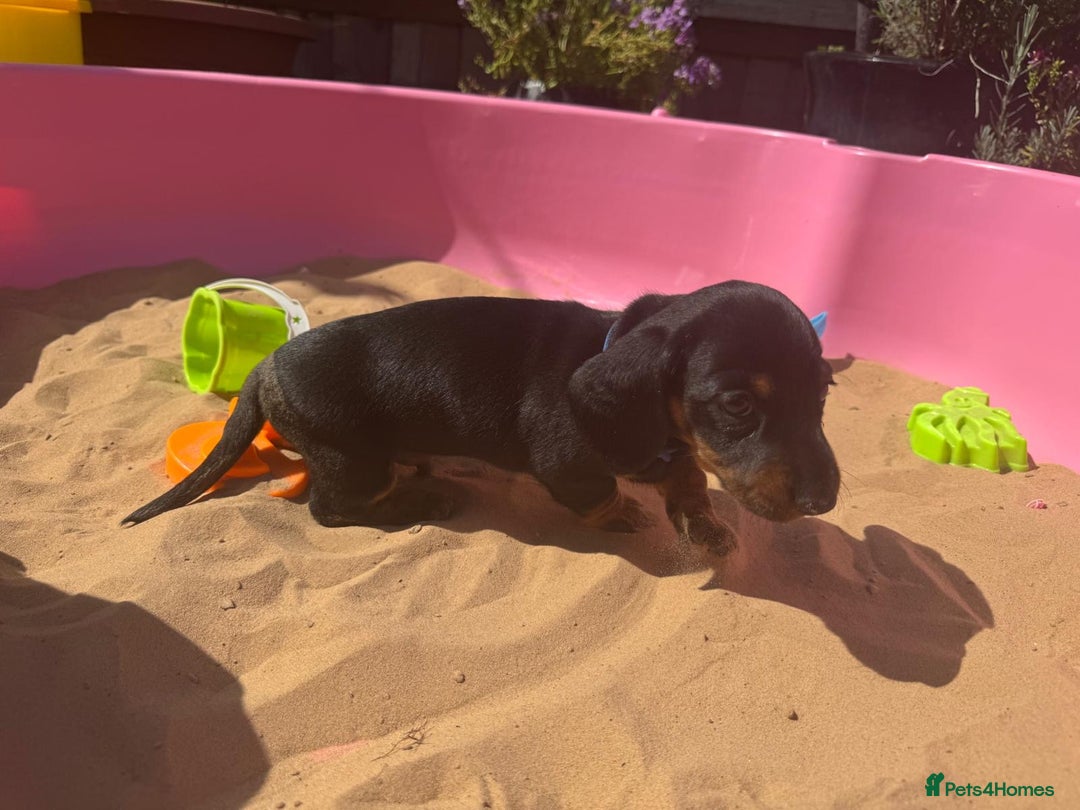 Miniature Dachshund dogs for sale: KC, PRA Clear Miniature Dachshund Puppies - Image 28