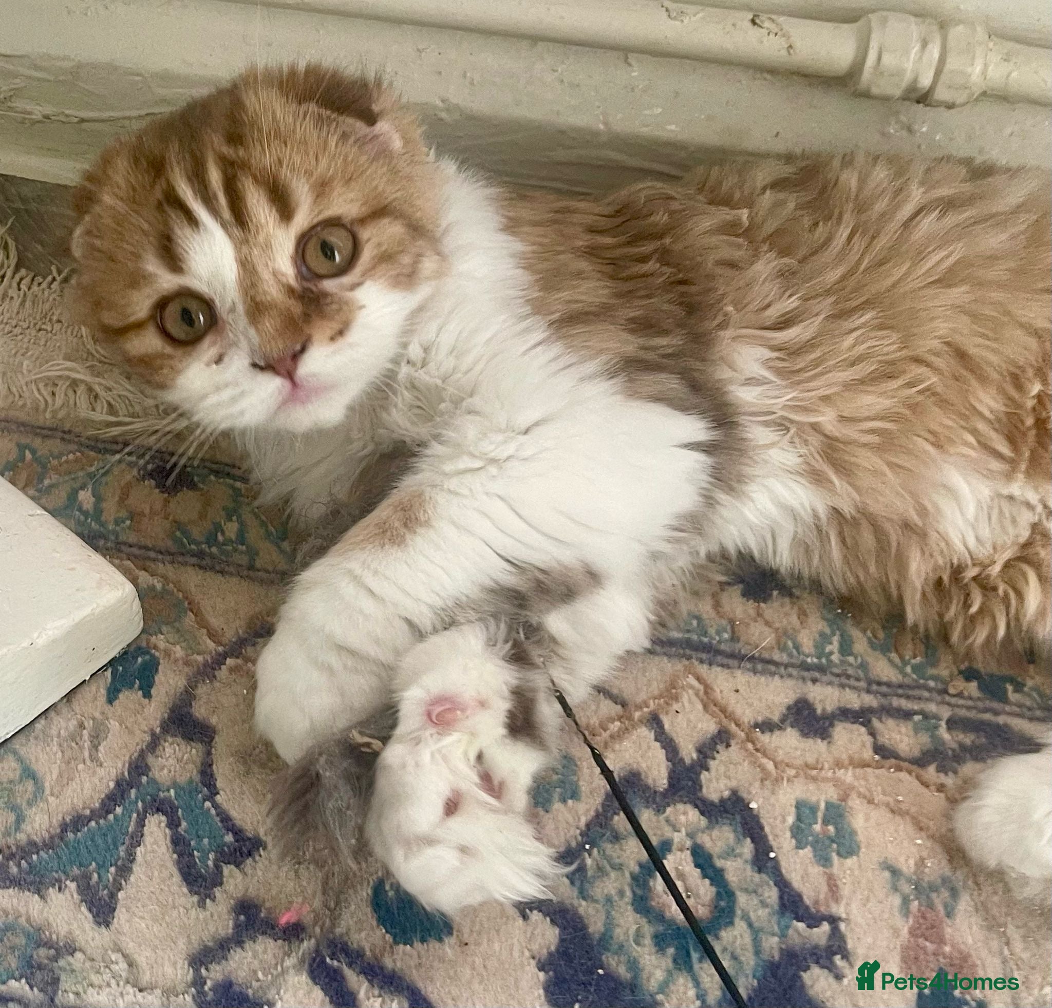 Scottish Fold cats beautiful scottish fold boy kitten  - Advert 16