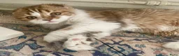 Scottish Fold cats for sale: beautiful scottish fold boy kitten  - Advert 1