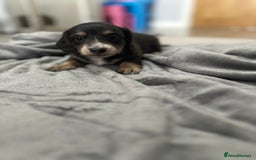 Miniature Dachshund dogs for sale: Long haired miniature dachshund  - Image 17