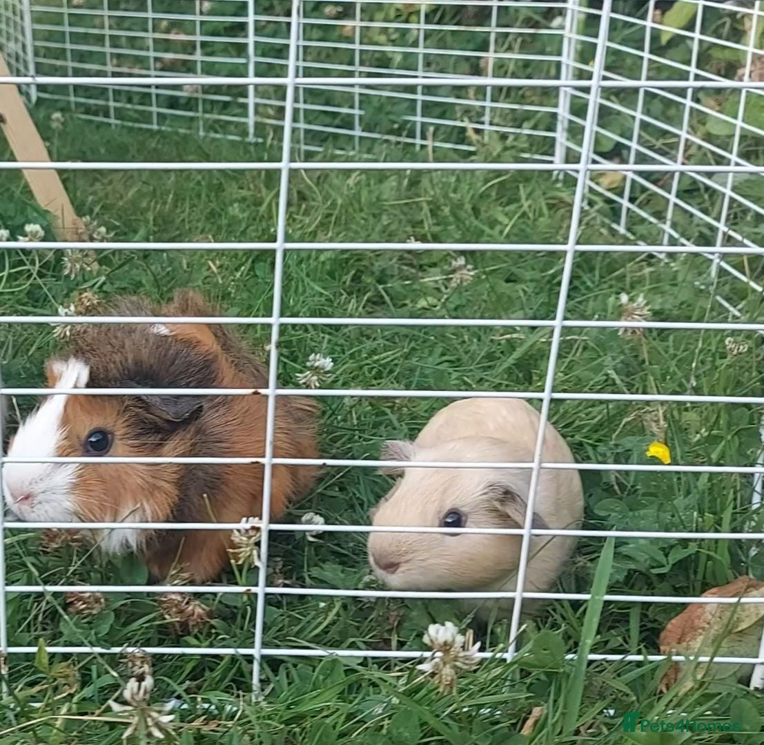 Guinea Pig rodents 2 Friendly Sow Guinea Pigs - Advert 1
