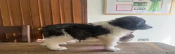 Pyrenean Mountain Dog dogs for sale: Outstanding, KC reg Pyrenean mastiff - Advert 8