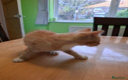 Mixed Breed cats for sale: 9 week old kittens available  - Image 24