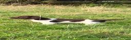 English Springer Spaniel dogs for sale: Stunning KC Reg springer spaniels in South Molton - Advert 6