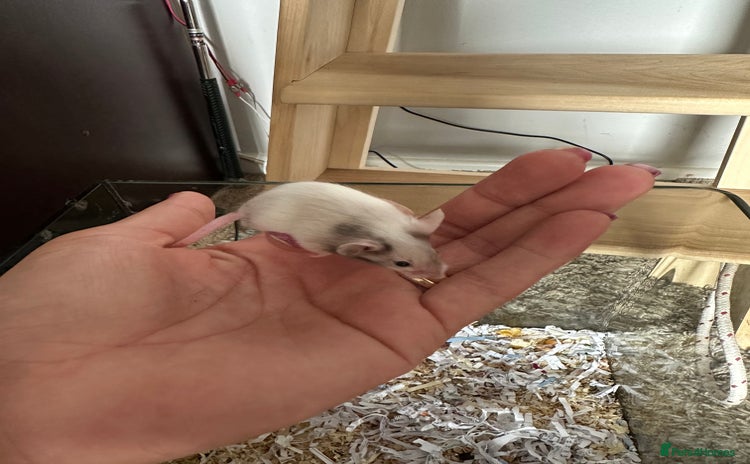 Mouse rodents - Advert 1