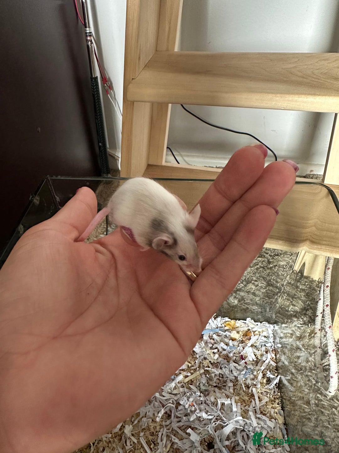 Mouse rodents for sale: Girl and boy mice babies  - Image 1
