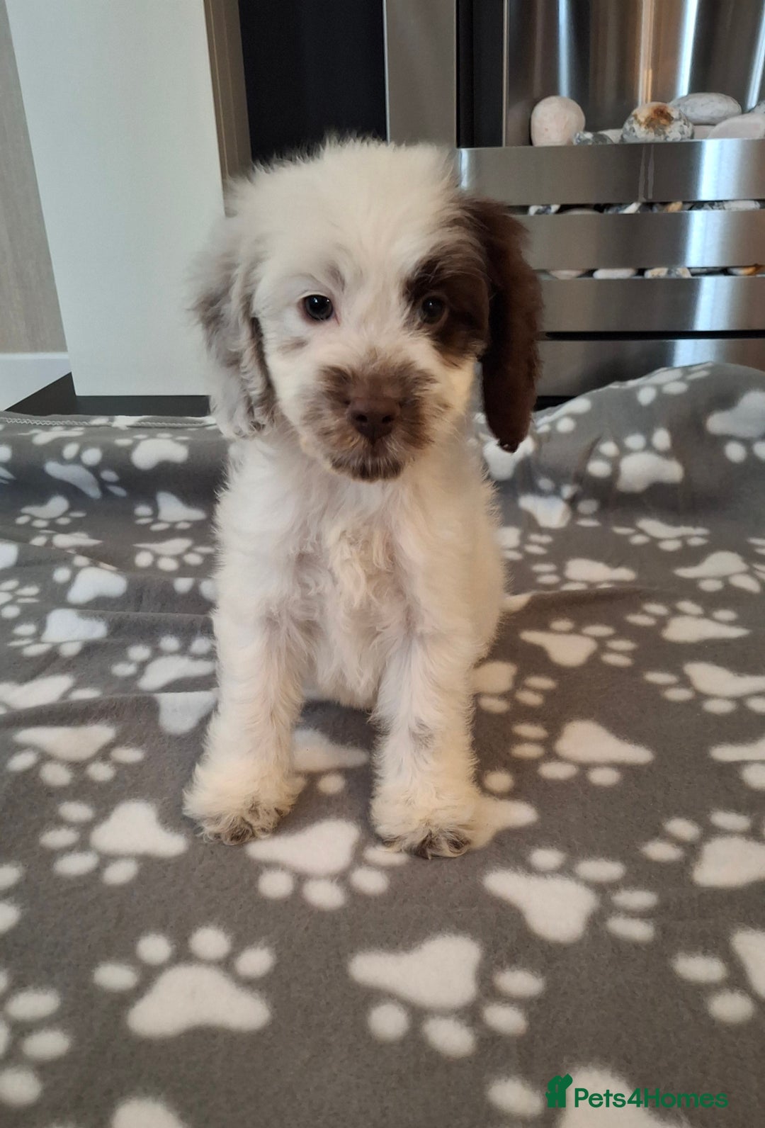 Cockapoo dogs for sale: Health tested show type cockapoo puppies! - Image 26