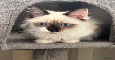 Maine Coon cats - Advert 11
