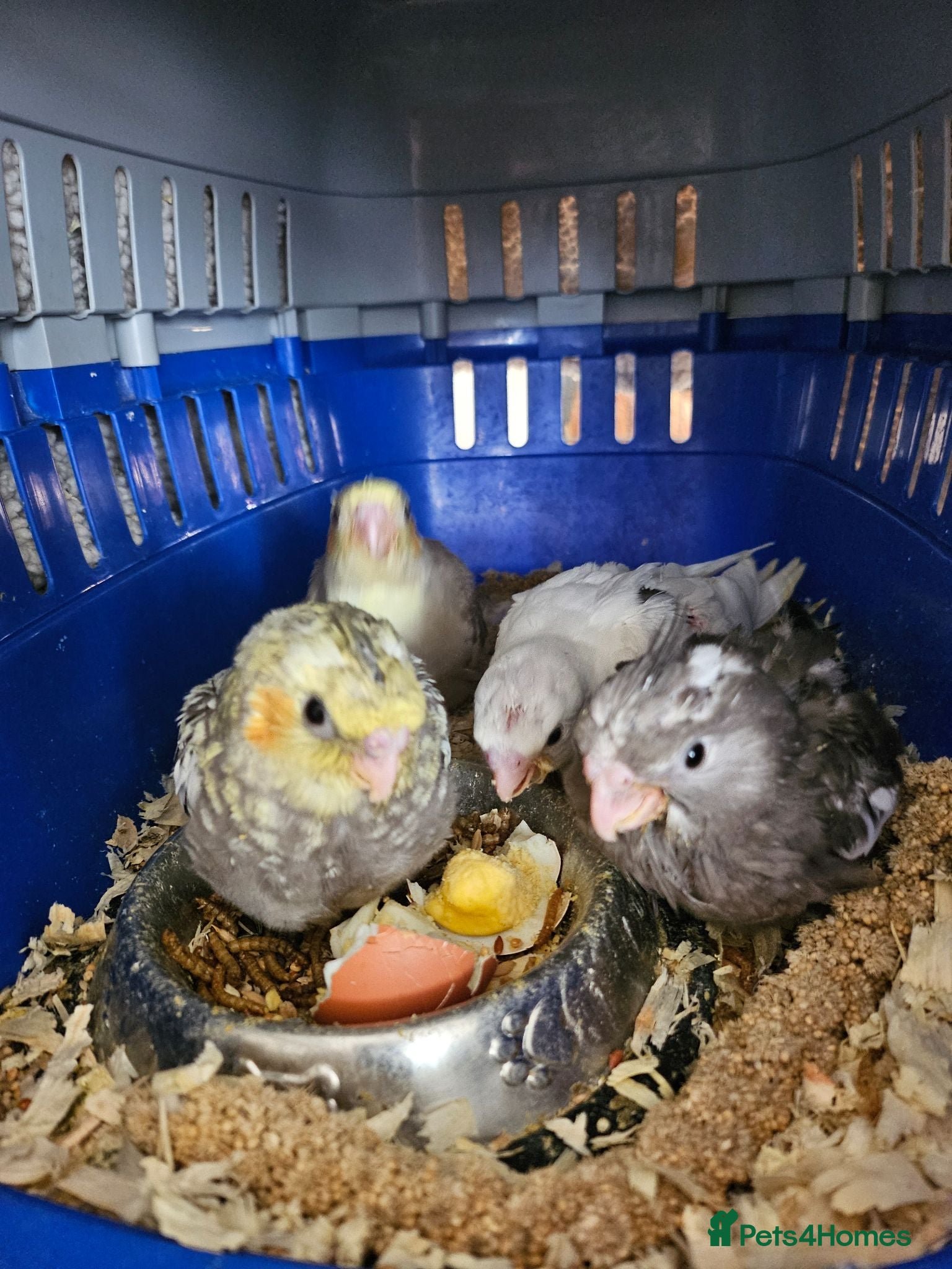Cockatiels birds Cockatiel chicks hand tame  - Advert 1