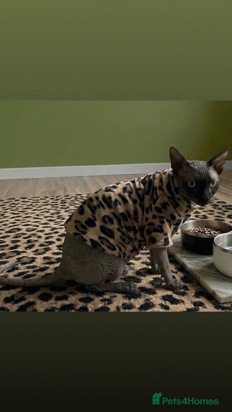 Sphynx cats Simba 🤎💛… 3 years looking for a forever home - Advert 1