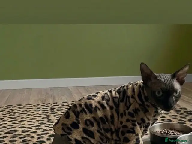 Sphynx cats for sale: Simba 🤎💛… 3 years looking for a forever home - Advert 4