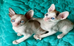 Cornish Rex cats for sale: 🌟 Pure Cornish Rex Kittens Ready for Reservation! - Image 9