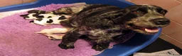 Cocker Spaniel dogs for sale: KC Reg Show Line Cocker Spaniel Puppies - Advert 2