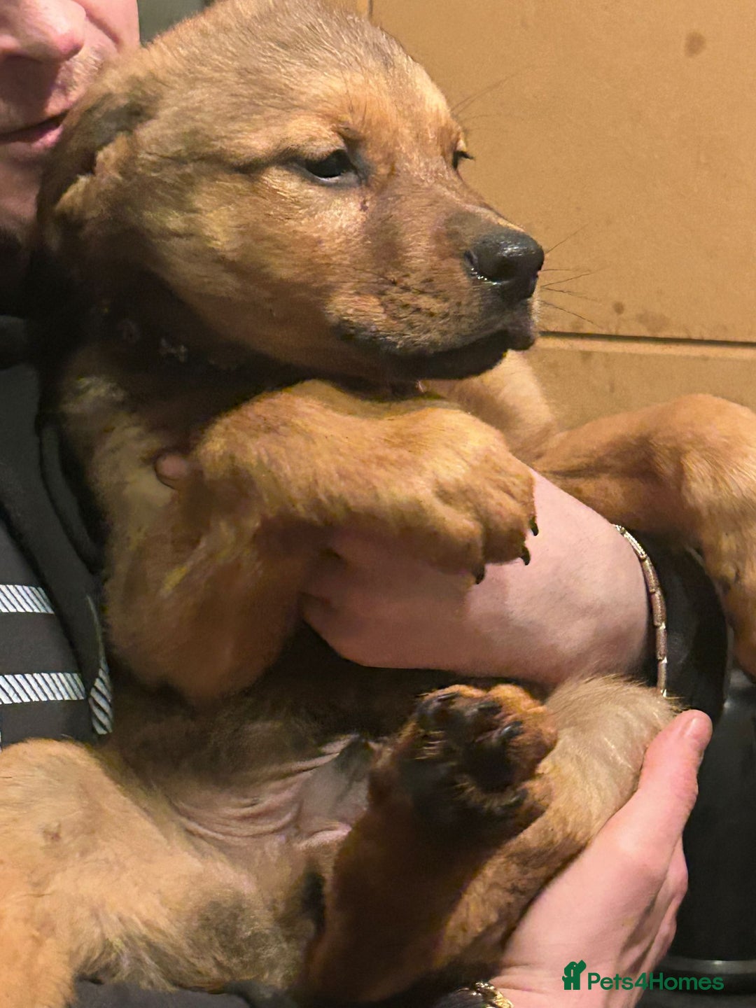 Mixed Breed dogs for sale: Masakiweiler pups - Advert 18