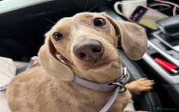 Miniature Dachshund dogs for sale: jelly the mini dachshund!! - Image 1