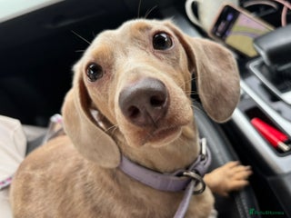 Miniature Dachshund dogs - Advert 22