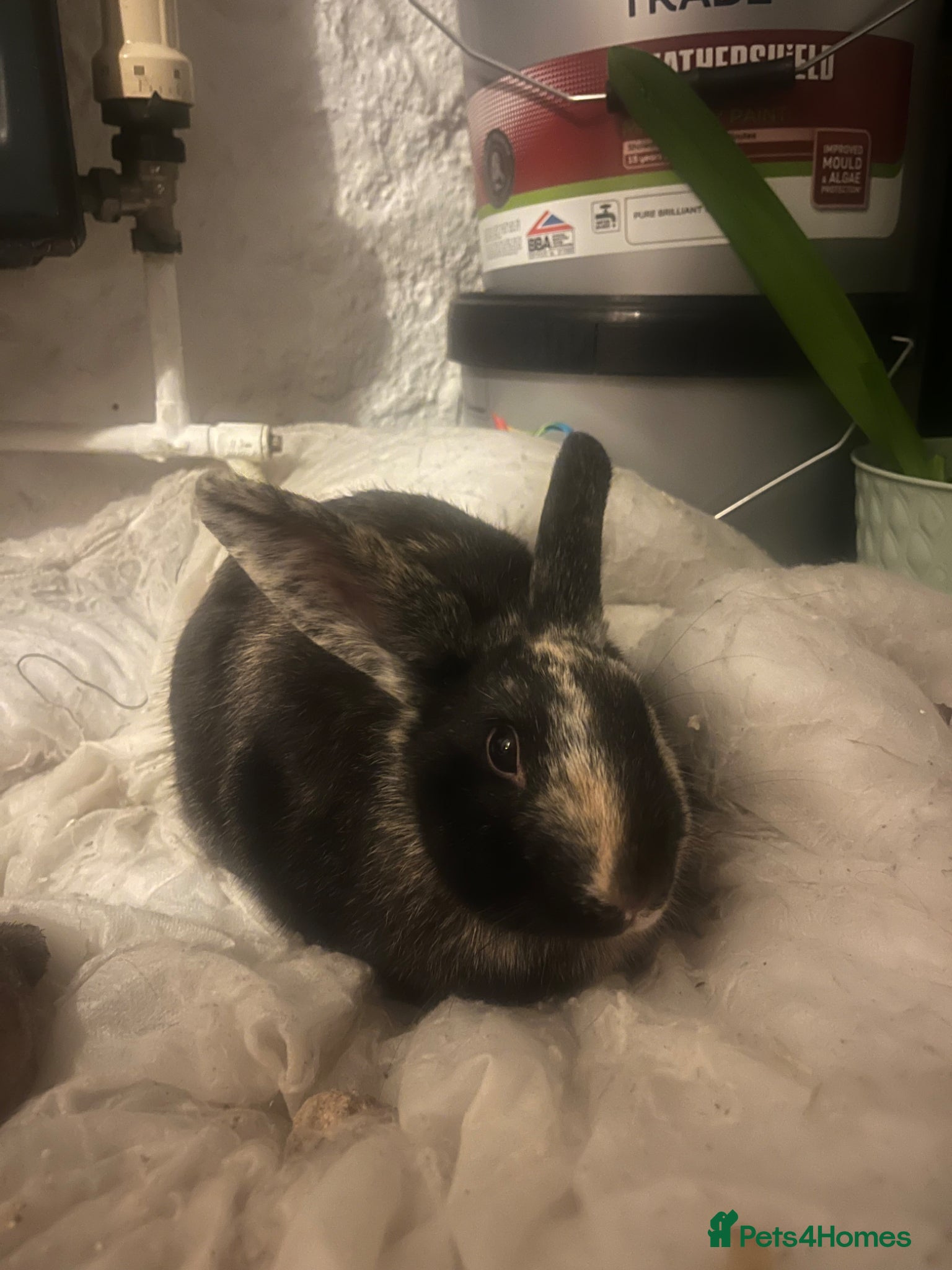 Harlequin rabbits Female Rabbit for sale  - Advert 1