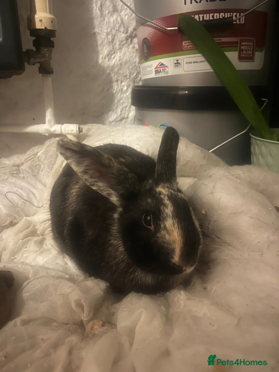 Harlequin rabbits for sale: Female Rabbit for sale  in Worthing - Advert 1