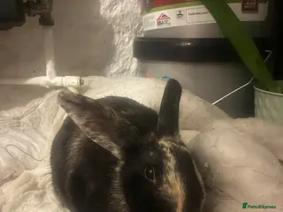 Harlequin rabbits Female Rabbit for sale - Advert 2