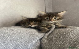 Mixed Breed cats for sale: Last one left! Mixed Breed Mini Maine Coon Dupes - Image 20