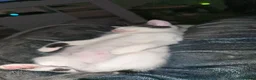British Shorthair cats for sale: Sisters 6 months old  in Warrington - Advert 7