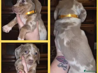 Dachshund dogs Cheeky Mini daschunds babies - Advert 2