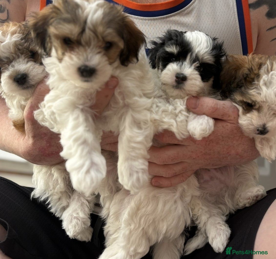 Maltipoo dogs Stunning Maltipoo Puppies - Advert 5