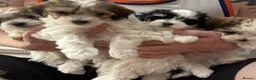 Maltipoo dogs for sale: Stunning Maltipoo Puppies - Advert 1