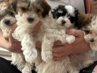 Maltipoo dogs Stunning Maltipoo Puppies - Advert 1