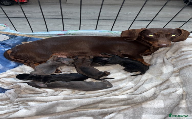 Miniature Dachshund dogs - Advert 8