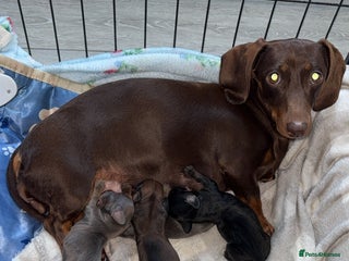 Miniature Dachshund dogs - Advert 1