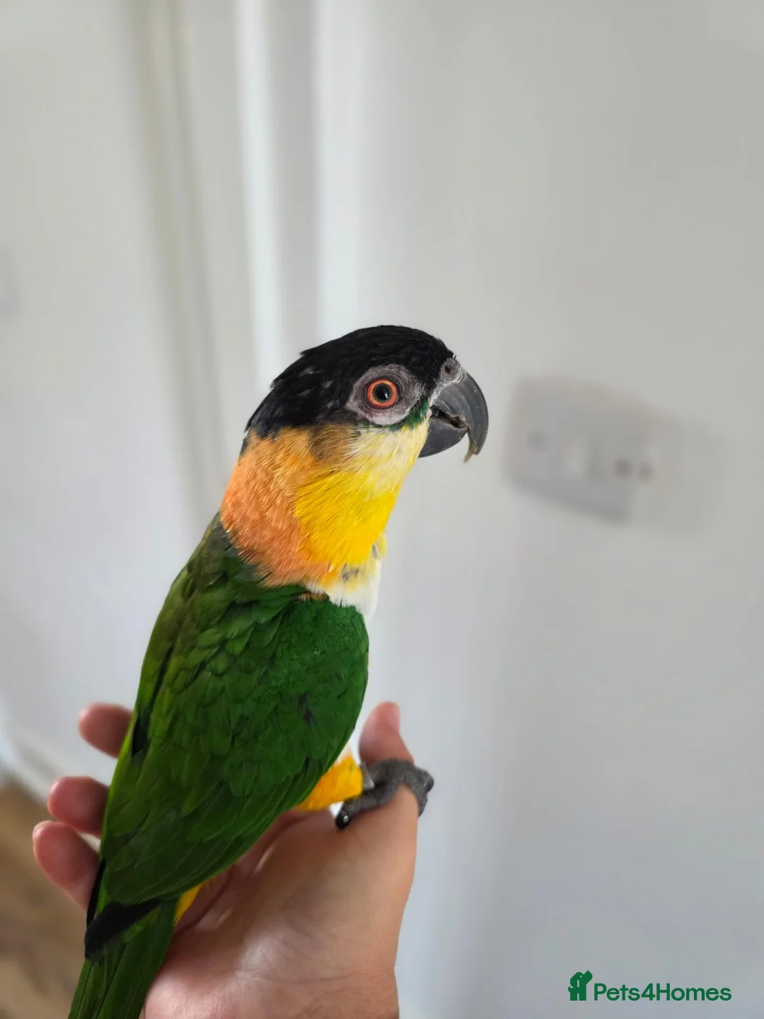 Parrots birds for sale: Black headed caique  in Sheerness - Advert 4