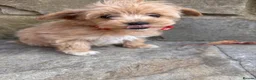 Maltipoo dogs for sale: F1 Tiny Stunning maltipoo Pups - Ready next week  - Advert 5