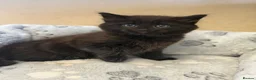 Mixed Breed cats for sale:     Fluffy Black Male Kitten for sale  - Advert 5