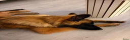 Mixed Breed dogs for sale: Willow  - Advert 2