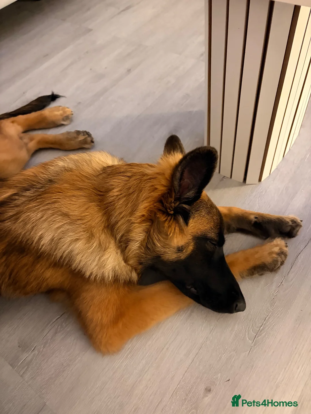 Mixed Breed dogs for sale: Willow  - Advert 2