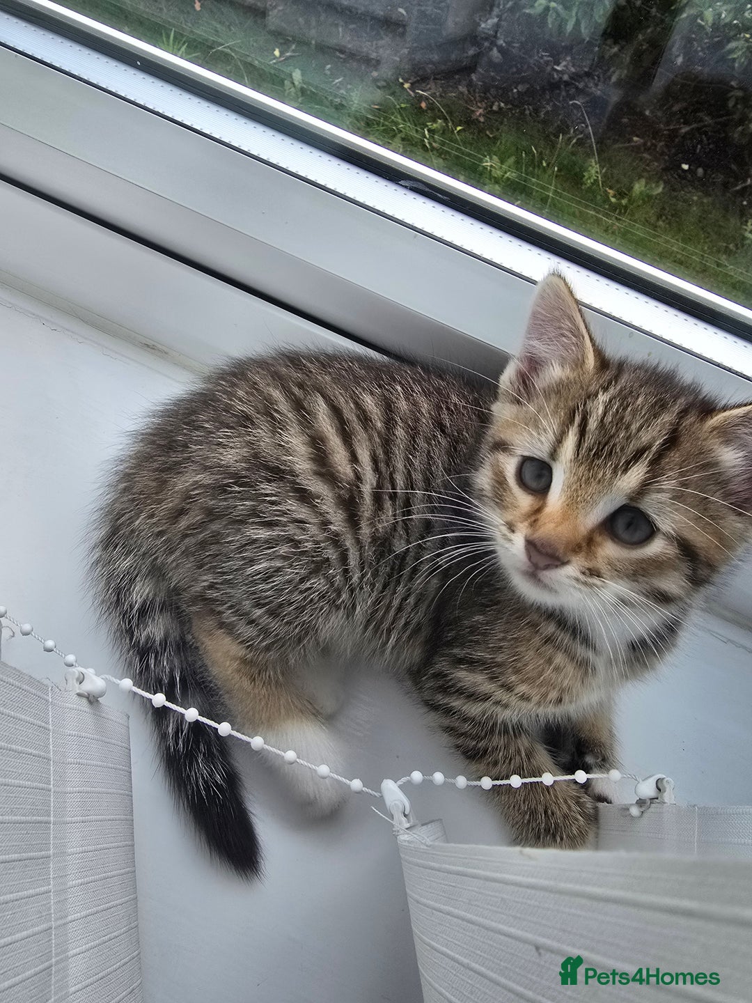 Mixed Breed cats for sale: Two beautiful kittens - Image 3