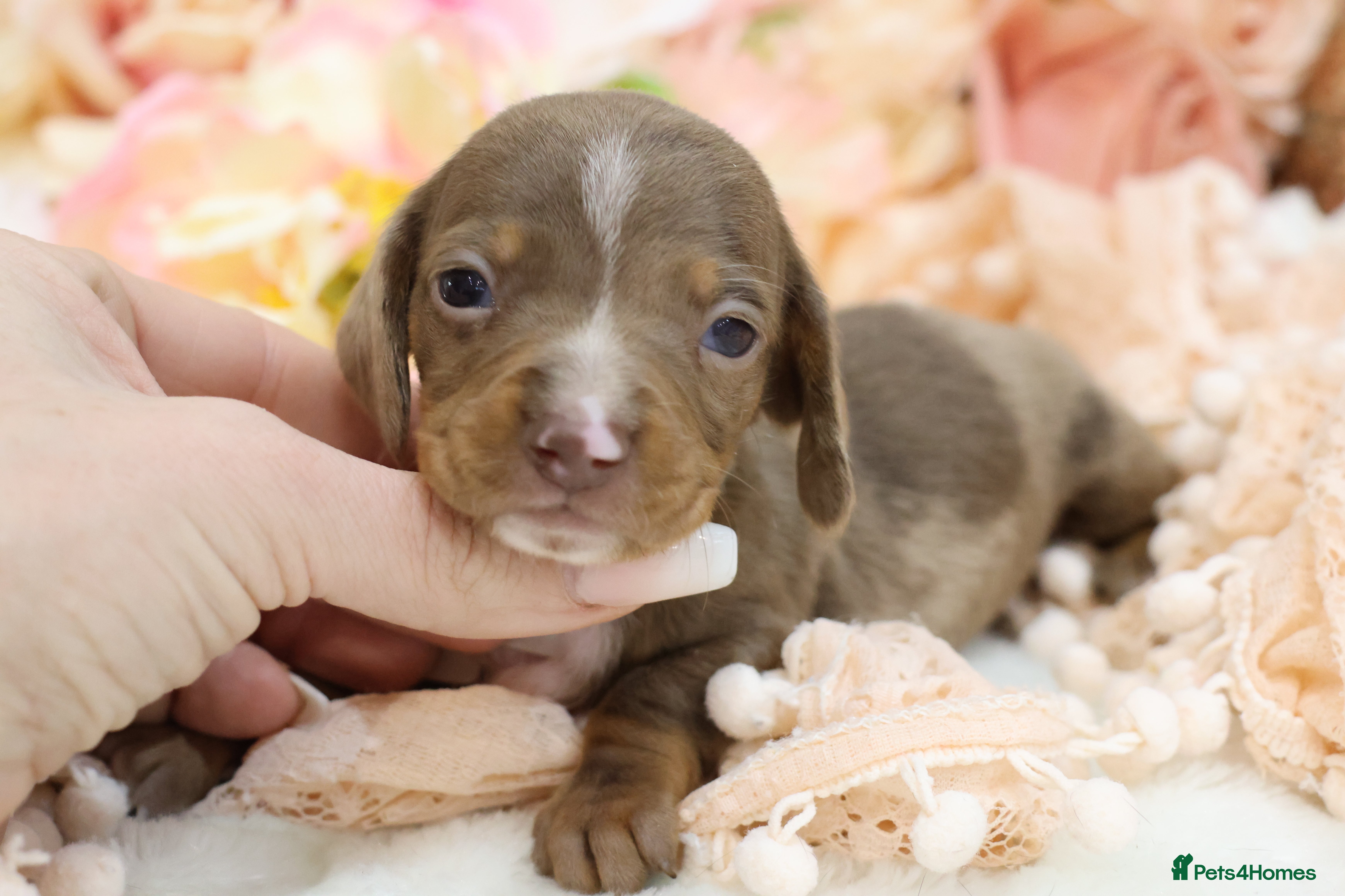 Miniature Dachshund dogs KC Miniature Dachshund Puppies - Advert 6