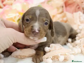 Miniature Dachshund dogs KC Miniature Dachshund Puppies - Advert 6