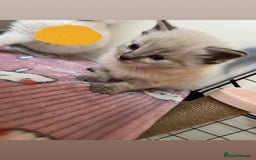 Ragdoll cats for sale: Beautiful pure ragdoll kittens  - Advert 22