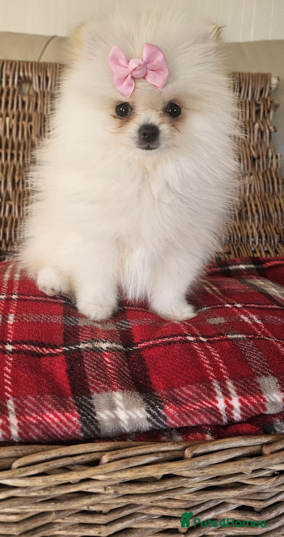 Pomeranian dogs Ready now pomeranian puppies  - Advert 1