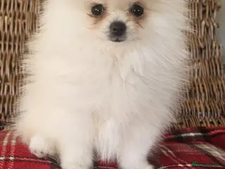 Pomeranian dogs Ready now pomeranian puppies - Advert 1