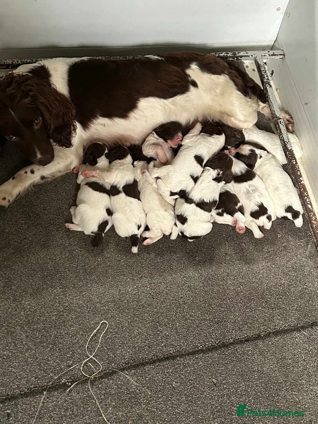 English Springer Spaniel dogs for sale: Royal Kennel  Club  Puppies in Llanrwst - Advert 2