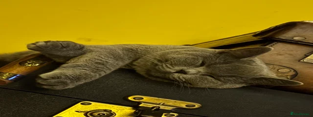 Puss