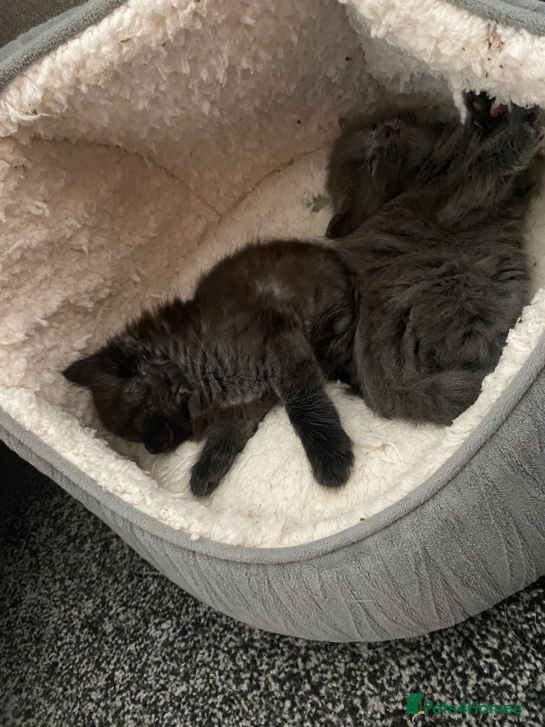 Mixed Breed cats for sale: Mainecoon and british shorthair mix  - Image 18