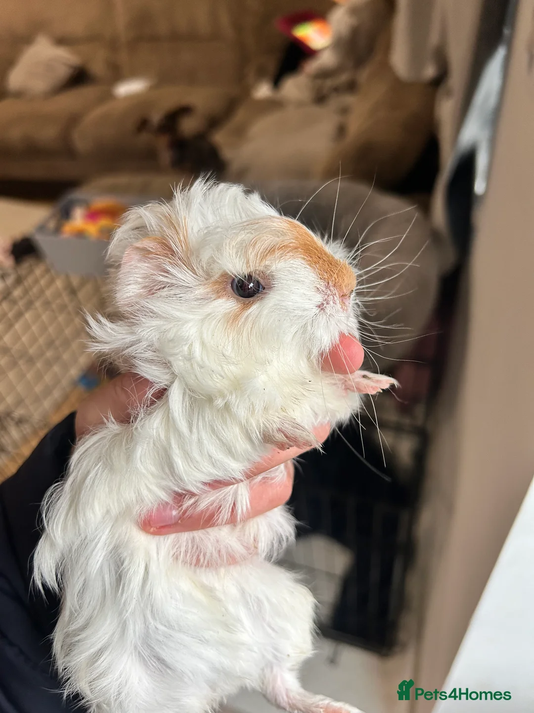 Guinea Pig rodents for sale: Guinea pigs for sale - Advert 3